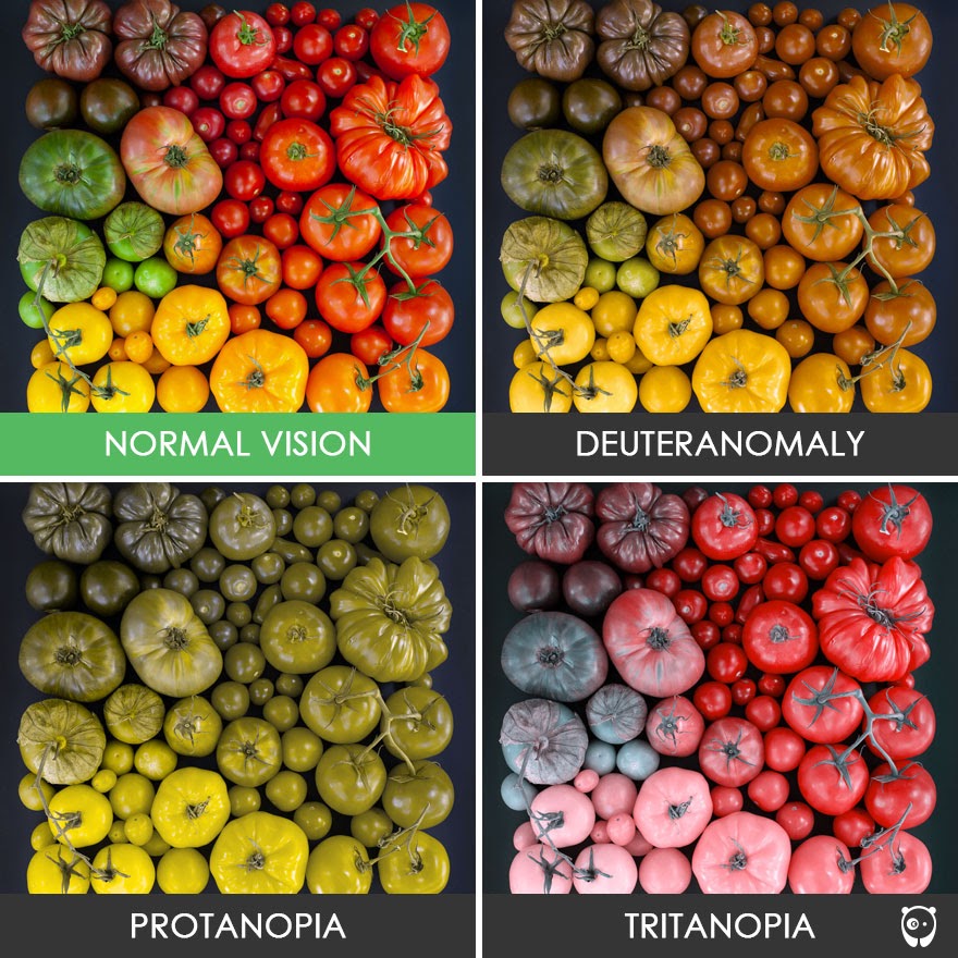4 images of tomatoes, normal vision, protanopia, tritanopia and deuteranomaly